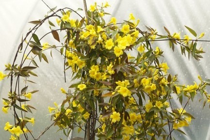 Carolina Jessamine 'Margarita' 5 Gallon