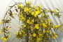 Carolina Jessamine 'Margarita' 5 Gallon