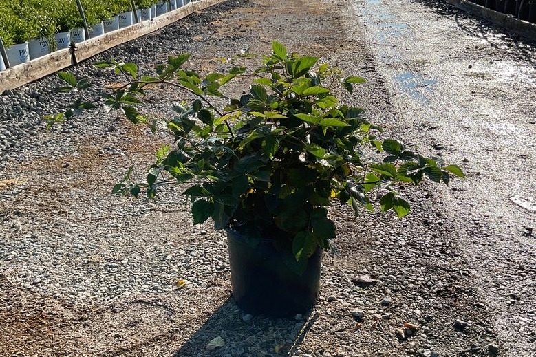 Blackberry 'Twilight' 3 Gallon
