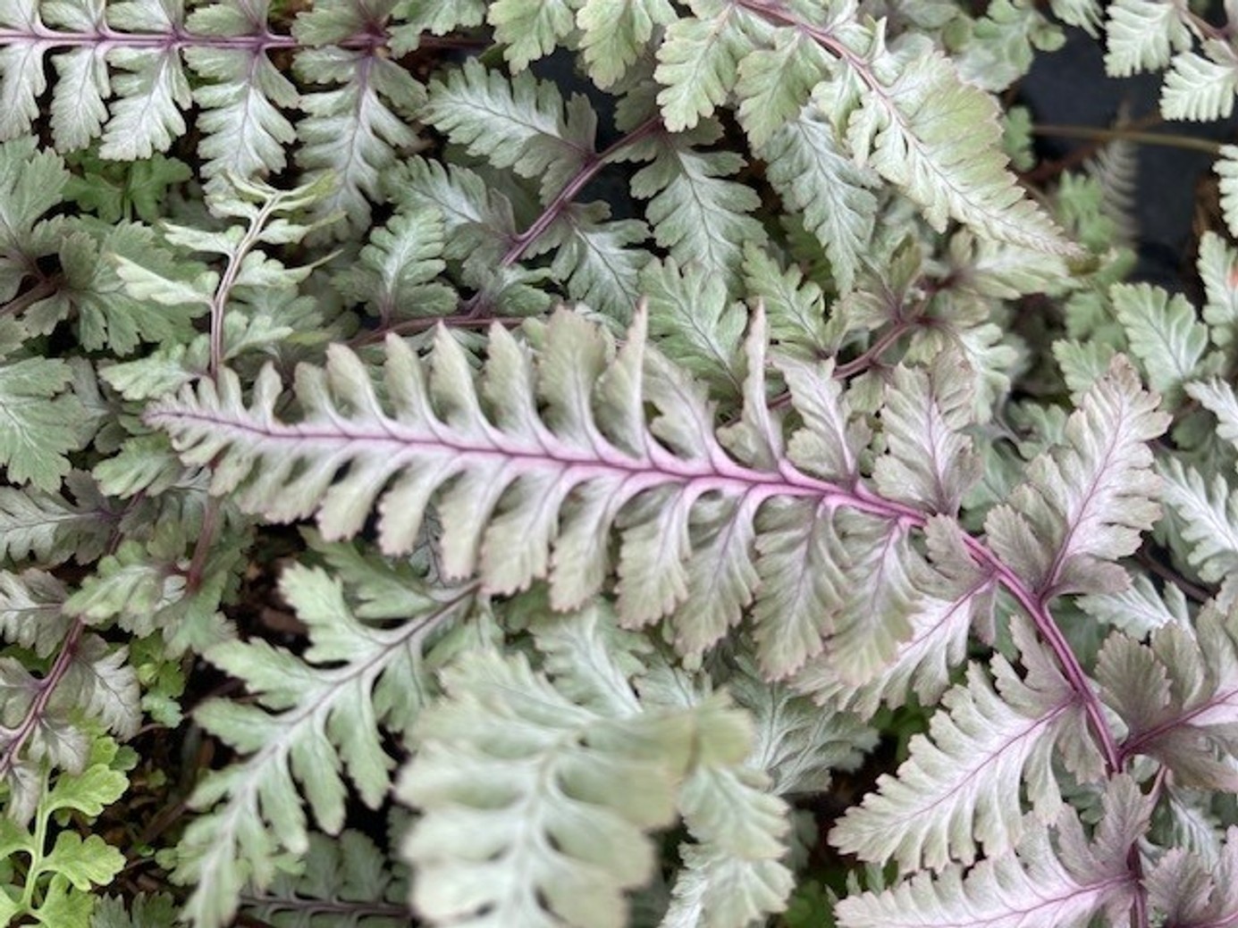 Japanese Painted Fern 'Metallicum' 1 Gallon