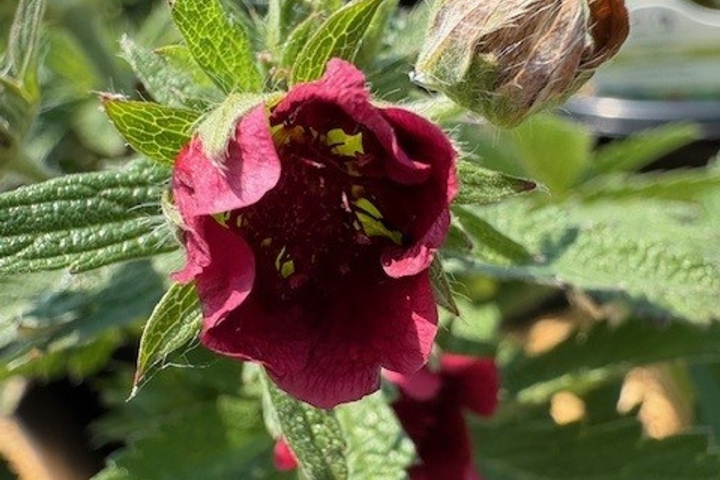 Scarlet Cinquefoil 'Monarch's Velvet' 1 Gallon