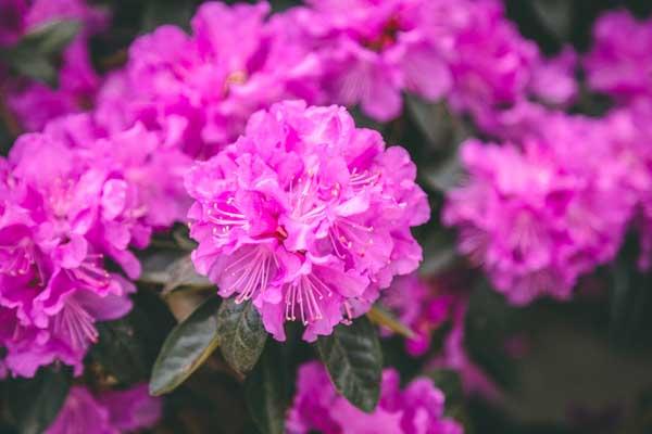 Rhododendron 'PJM Elite Star' 7 Gallon