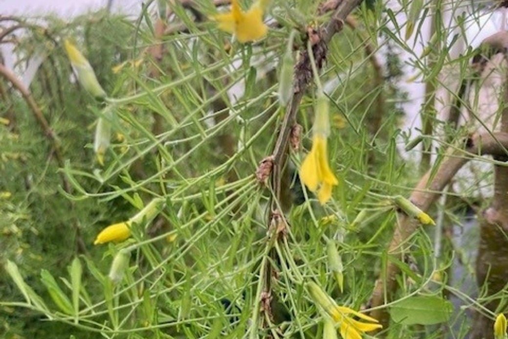 Weeping Siberian Pea Tree 'Walker' 7 gallon