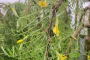 Weeping Siberian Pea Tree 'Walker' 7 gallon