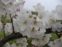 Flowering Cherry 'Yoshino' 10 Gallon