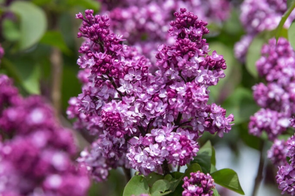 Lilac Virtual Violet&reg; 3 Gallon