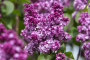 Lilac Virtual Violet&reg; 3 Gallon