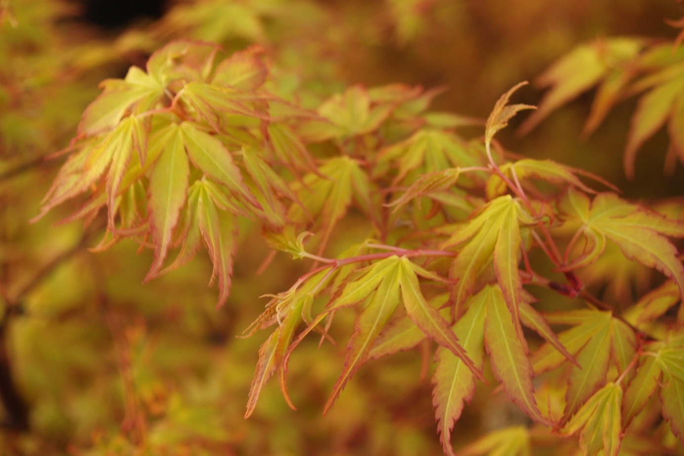 Japanese Maple 'Katsura' Low Branch 5 Gallon