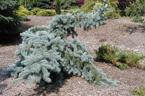 Weeping Blue Spruce 10 Gallon