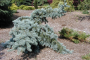 Weeping Blue Spruce 10 Gallon