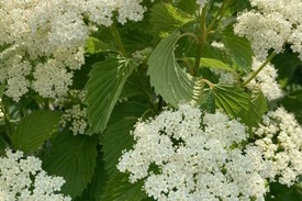 Arrowwood Viburnum Autumn Jazz&reg; 7 Gallon