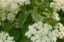 Arrowwood Viburnum Autumn Jazz&reg; 7 Gallon