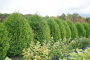 Arborvitae Cheer Drops&reg; 7 Gallon