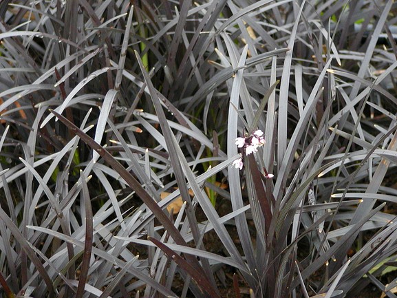 Black Mondo Grass 1 Gallon
