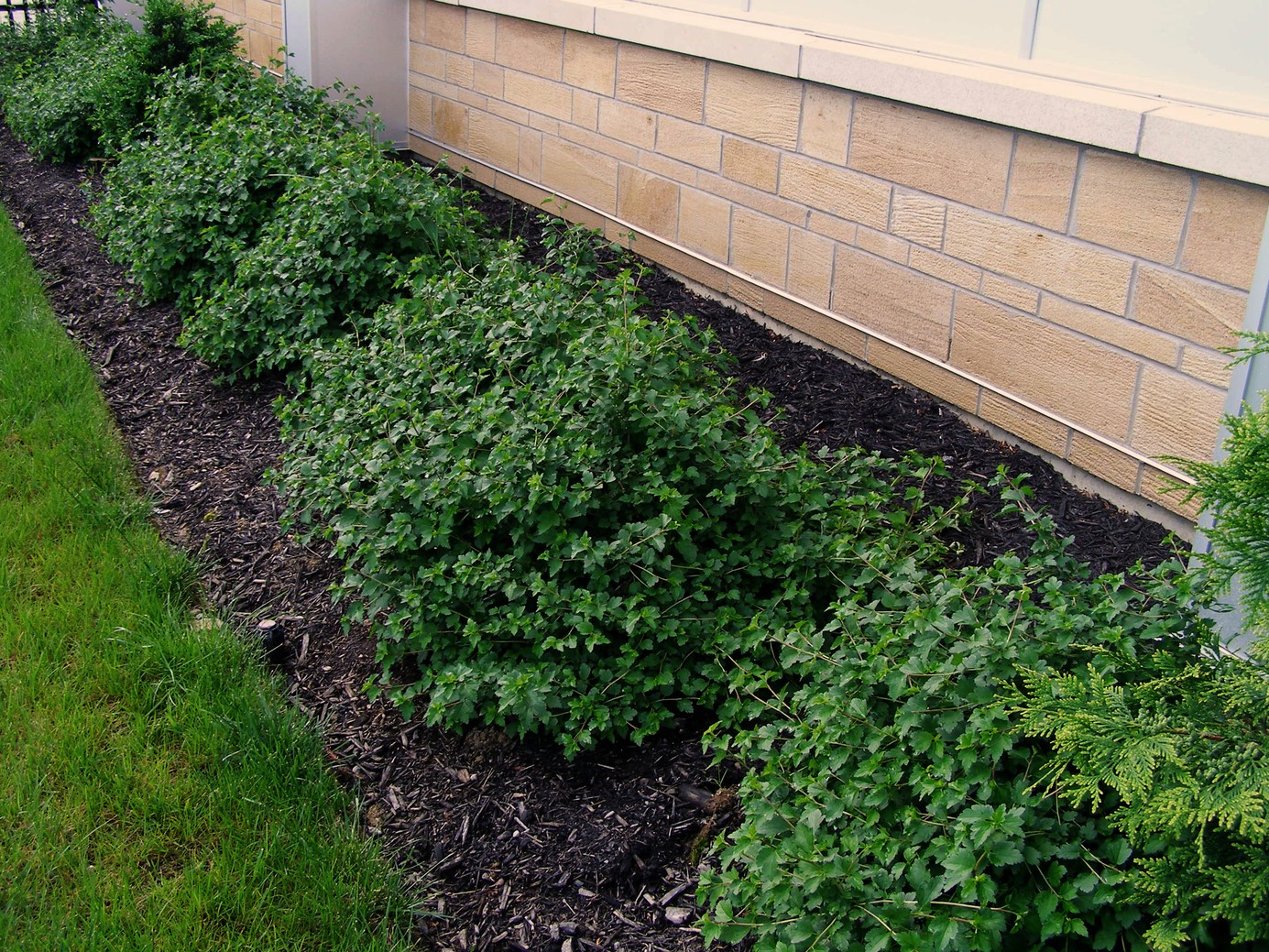 Alpine Currant 'Green Mound' 3 Gallon