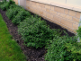 Alpine Currant 'Green Mound' 3 Gallon