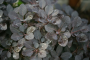 Smokebush Winecraft Black&reg; 7 Gallon