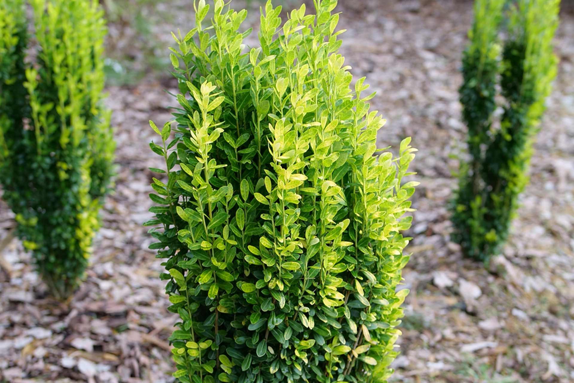 Japanese Holly Glow Stick&reg; 3 Gallon