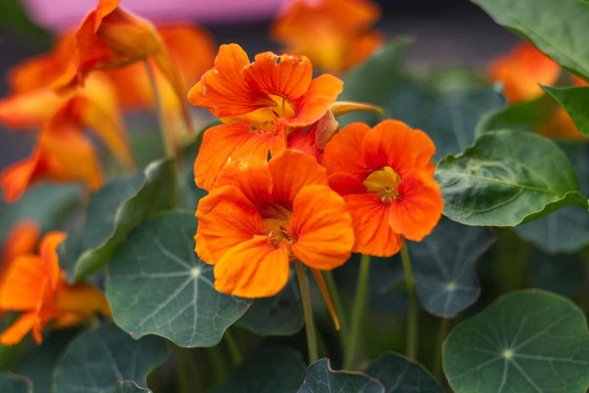 Nasturtium 'Baby Orange' Quart