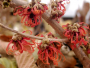 Witch-hazel 'Diane' 3 Gallon