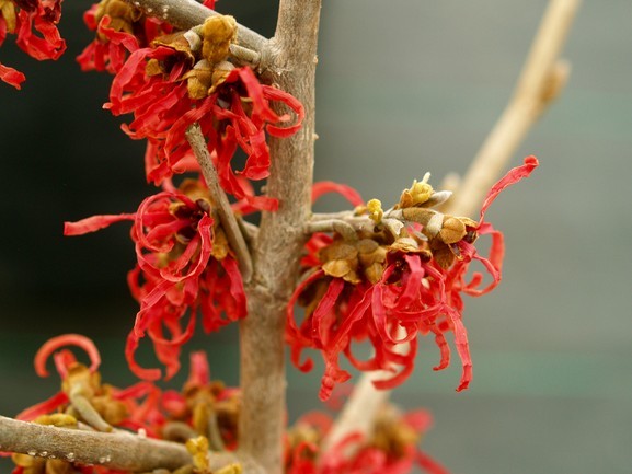 Witch-hazel 'Antoine Kort' 5 Gallon