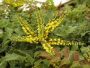 Japanese Oregeon Grape-Holly 3 Gallon