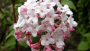 Koreanspice Viburnum 7 Gallon