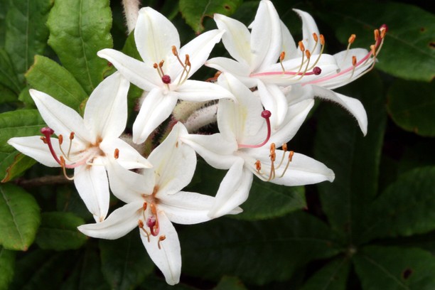 Deciduous Sweet Azalea 3 Gallon