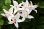Deciduous Sweet Azalea 3 Gallon