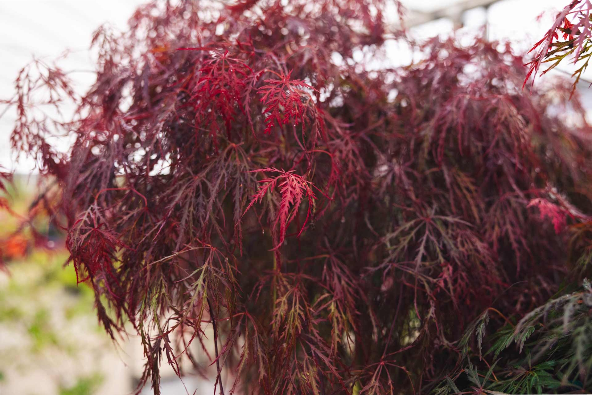 Japanese Maple 'Hana Matoi' High Graft 7 Gallon