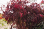 Japanese Maple 'Hana Matoi' High Graft 7 Gallon