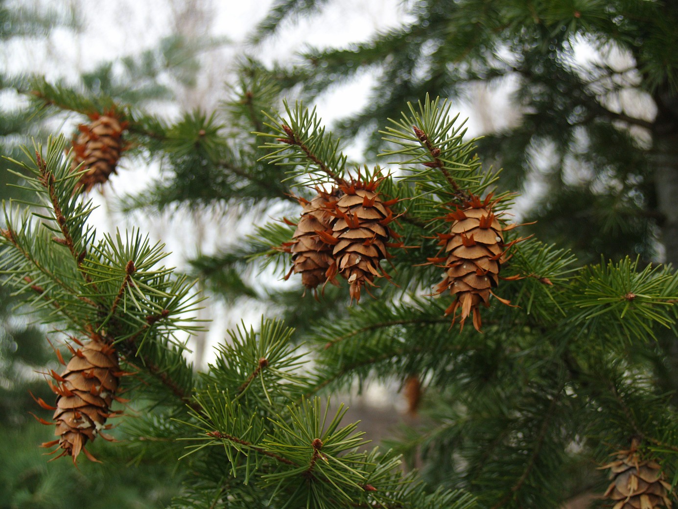 Douglas Fir 7 Gallon