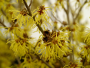 Witch-hazel 'Arnold Promise' 3 Gallon
