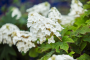 Oakleaf Hydrangea Jetstream&trade; 7 Gallon