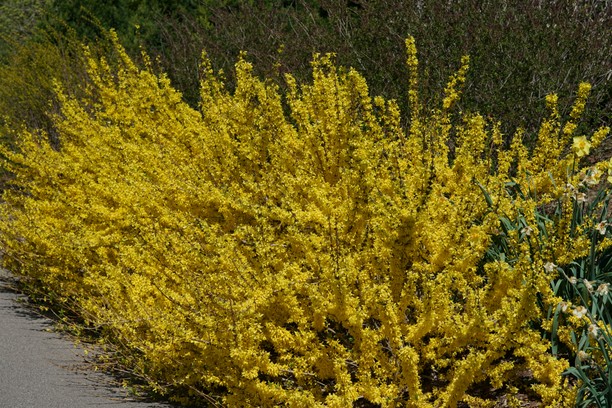 Forsythia Show Off&reg;  Starlet&reg; 7 Gallon