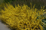 Forsythia Show Off&reg;  Starlet&reg; 7 Gallon
