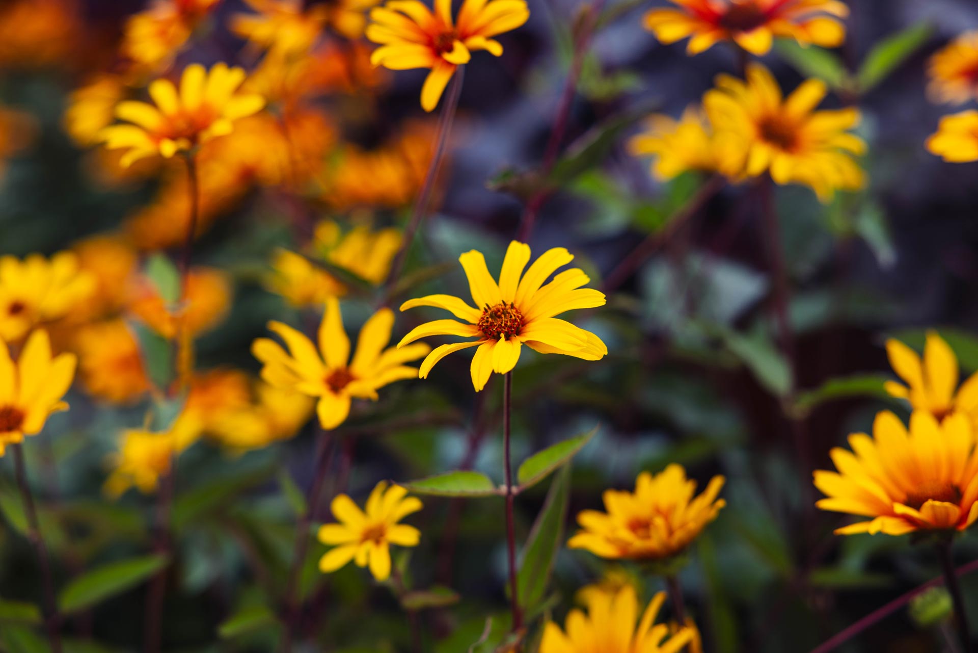 False Sunflower 'Burning Hearts' 2 Gallon