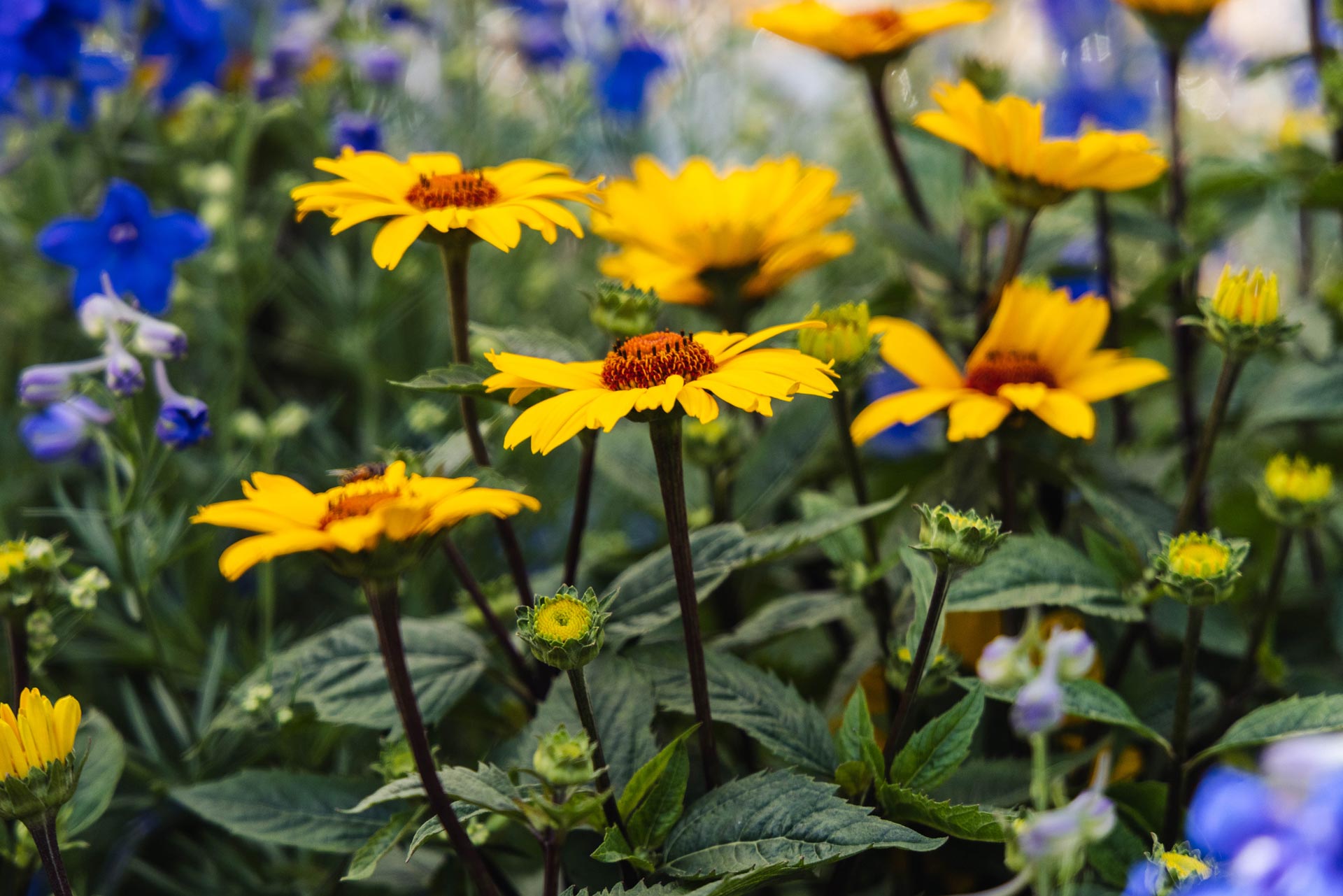 False Sunflower 'Punto Rosso' 2 Gallon