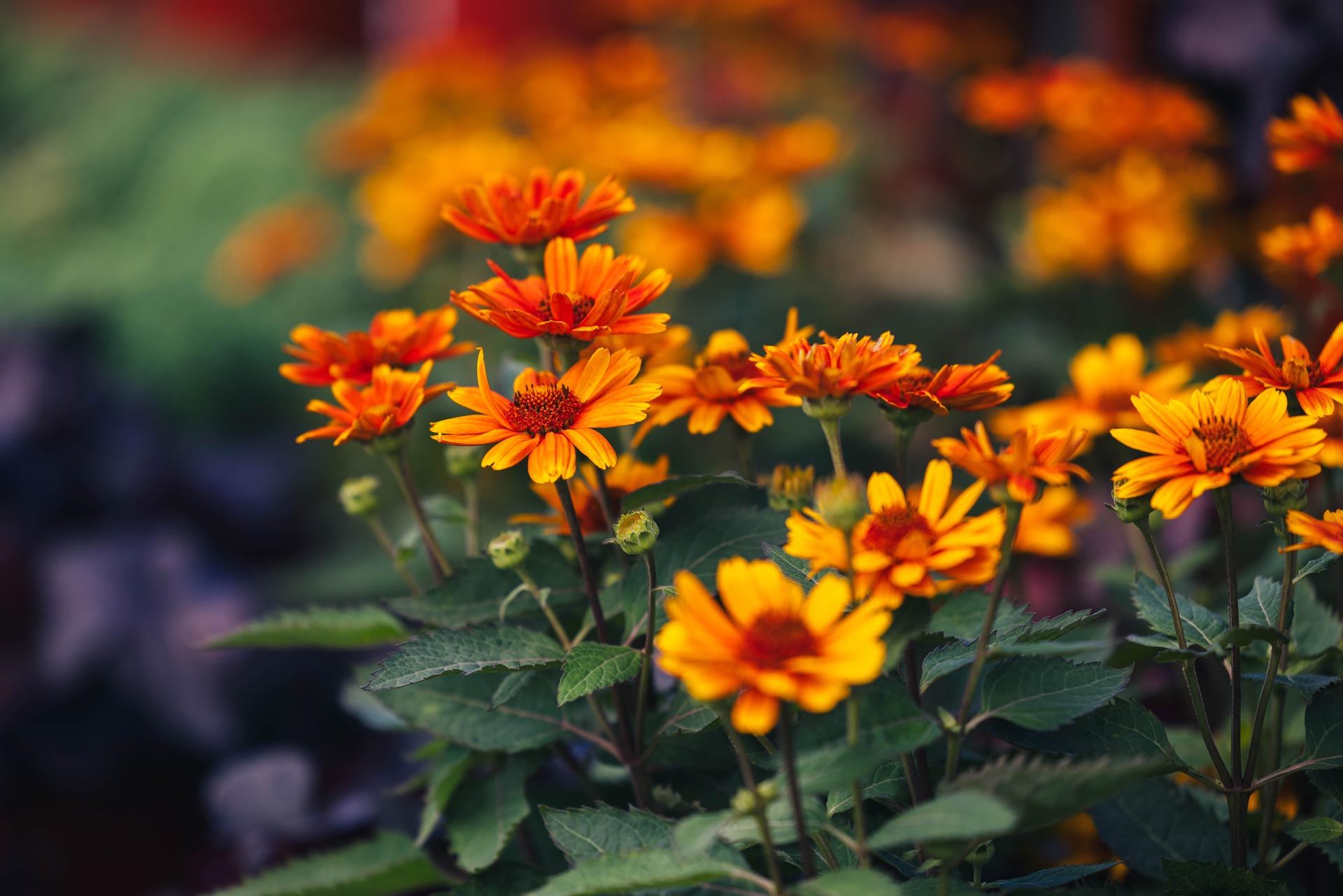 False Sunflower 'Sole d'Arancia' 2 Gallon