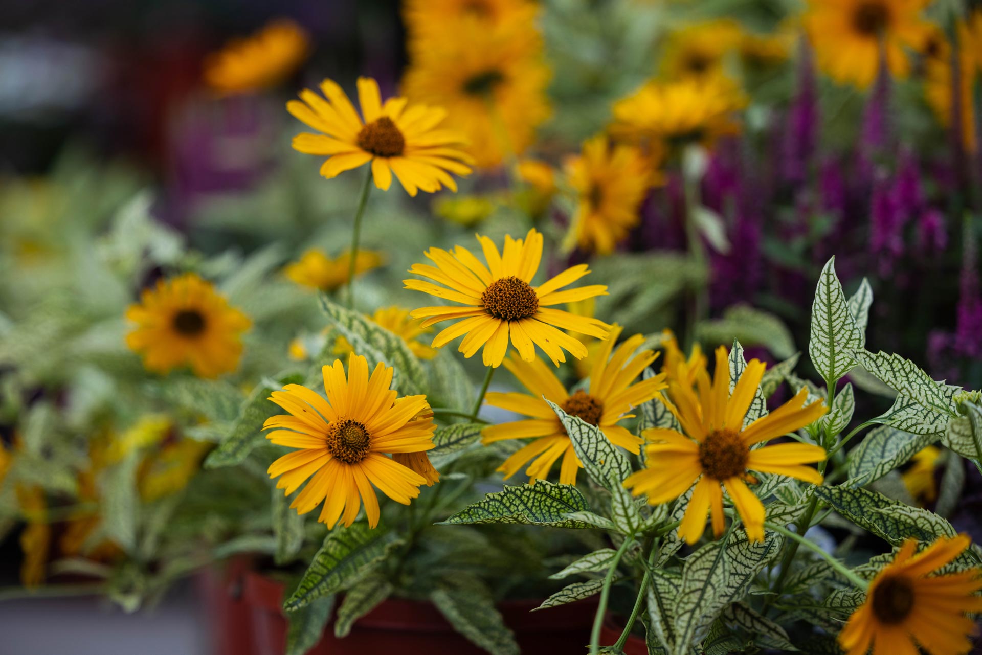 False Sunflower 'Sunstruck' 2 Gallon