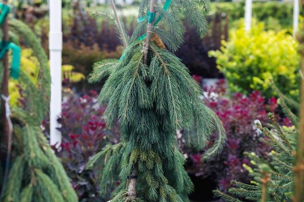 Weeping White Spruce 5 Gallon