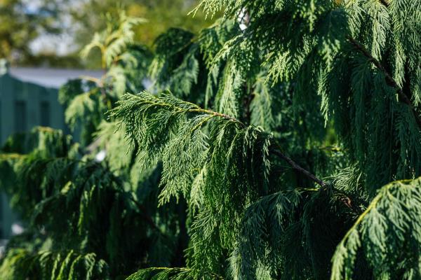 Nootka Cypress 'Glauca' 7 Gallon