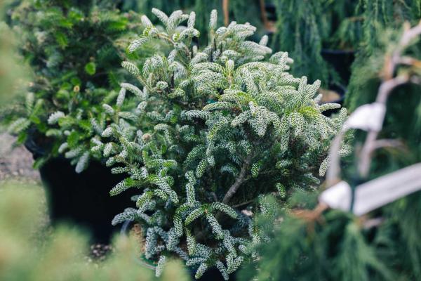 Korean Fir 'Horstmann's Silberlocke' 7 Gallon
