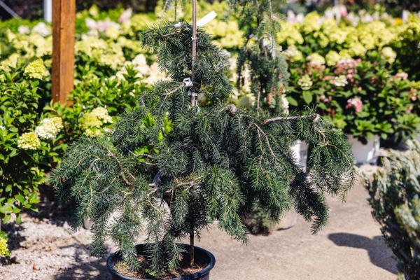 Douglasfir 'Emerald Twister' 7 Gallon