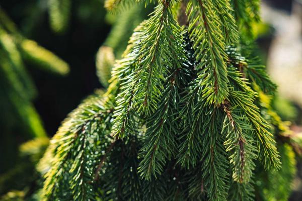 Weeping Norway Spruce 'Gold Drift' 5 Gallon