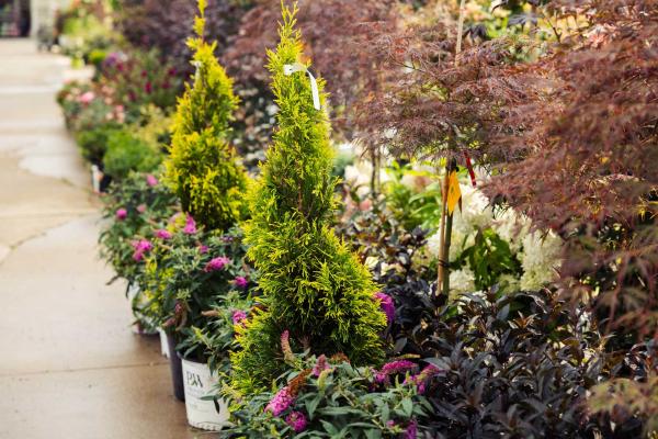Western Arborvitae Forever Goldy&trade; Spiral 7 Gallon