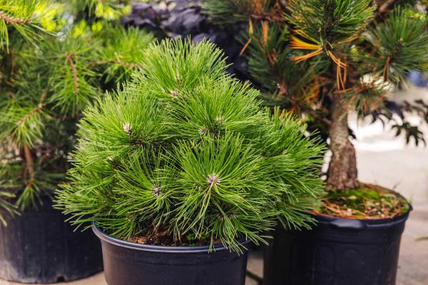 Black Pine 'Hornibrookiana' 5 Gallon