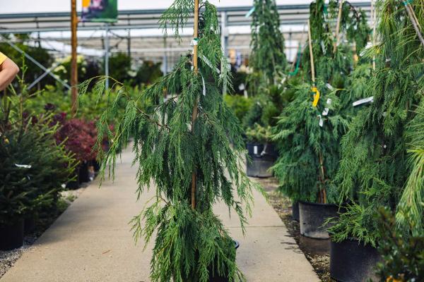 Weeping Nootka Cypress 7 Gallon