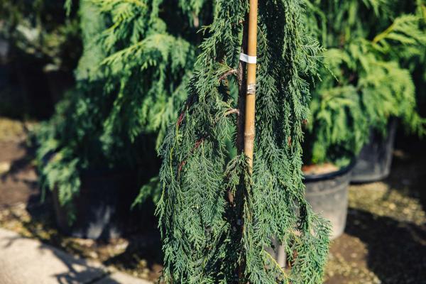 Nootka Cypress 'Green Arrow' 7 Gallon