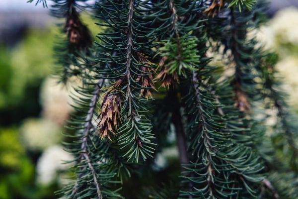 Douglasfir 'Greaceful Grace' 7 Gallon